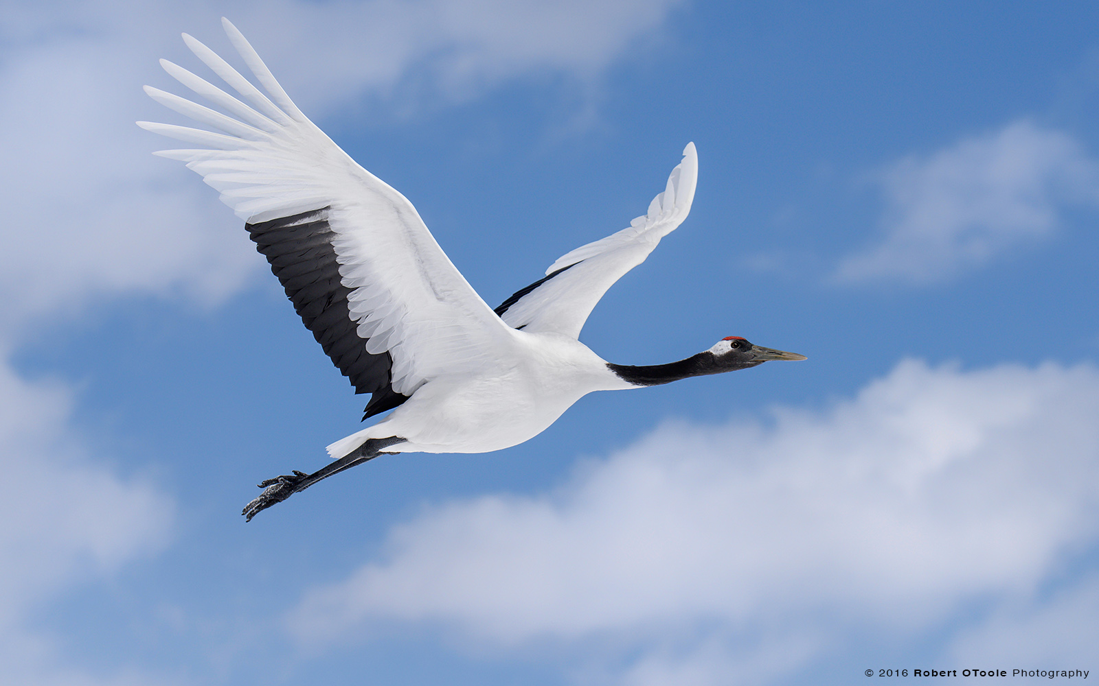 Red-Crowned Crane Gliding in blue Sky