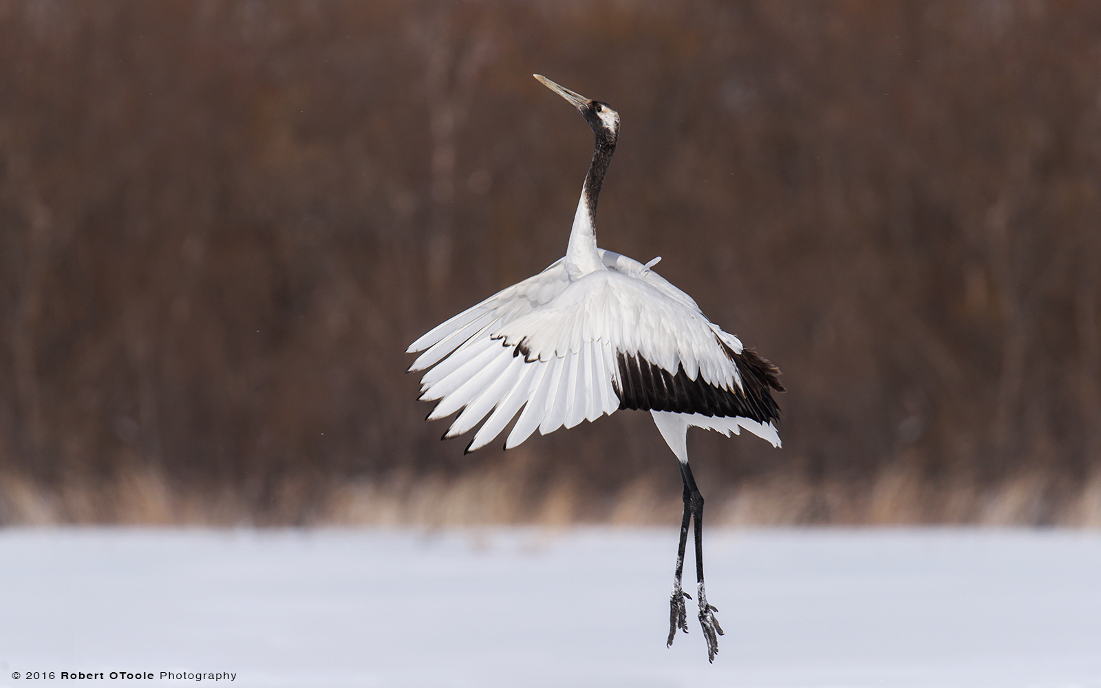 Single  Red Crowned Crane Dancing