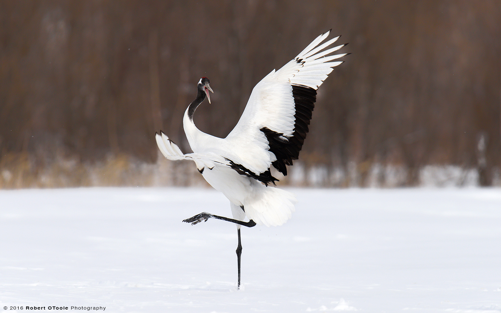 Red-Crowned Crane Calling and Dancing