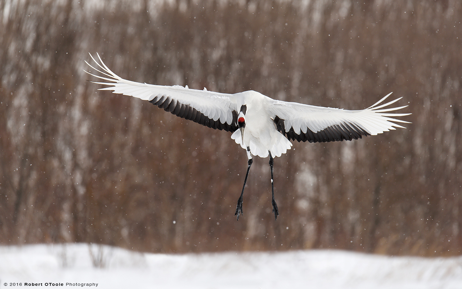 Red-Crowned Crane Landing on Snow