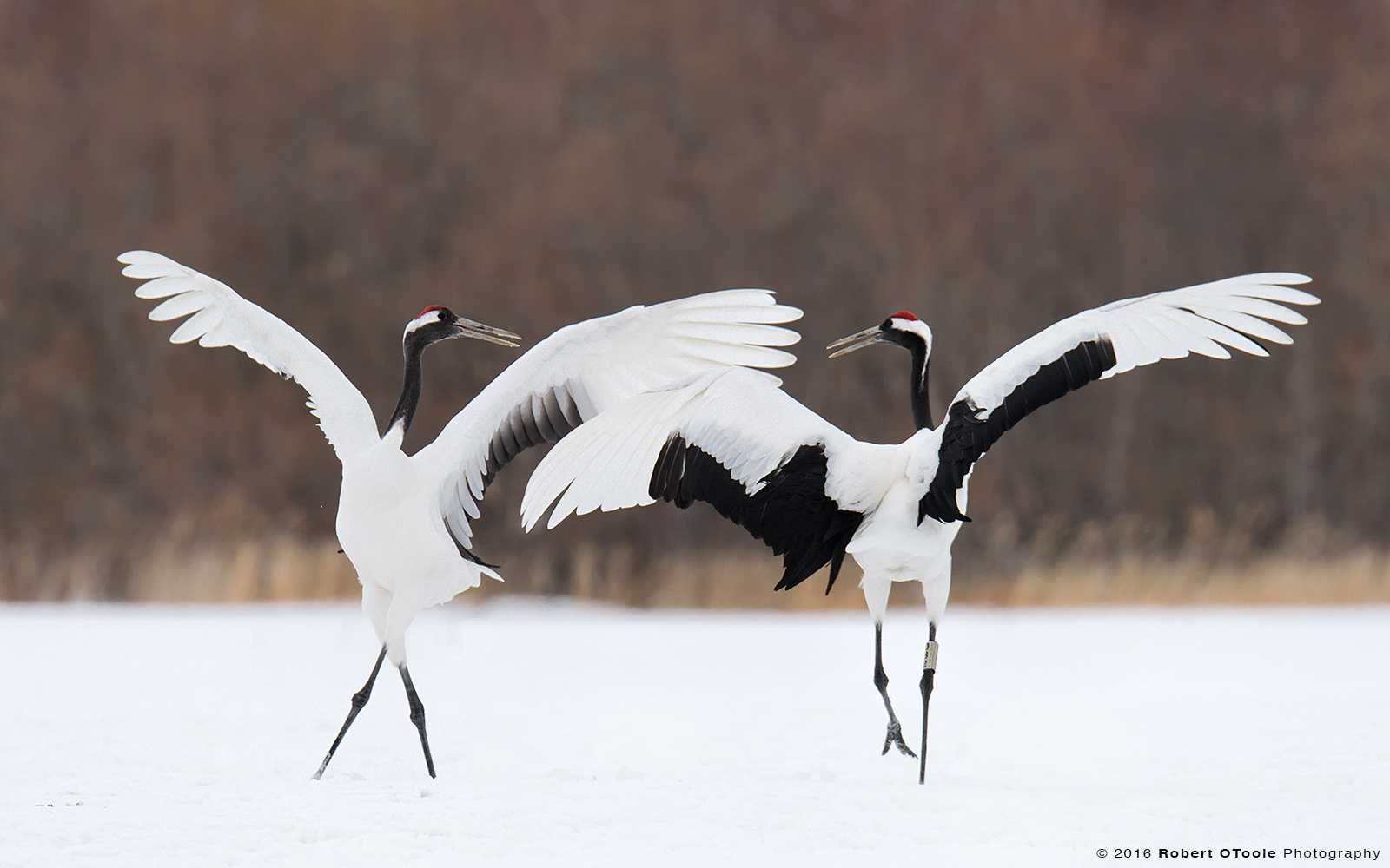 Red-Crowned cranes Circling Display