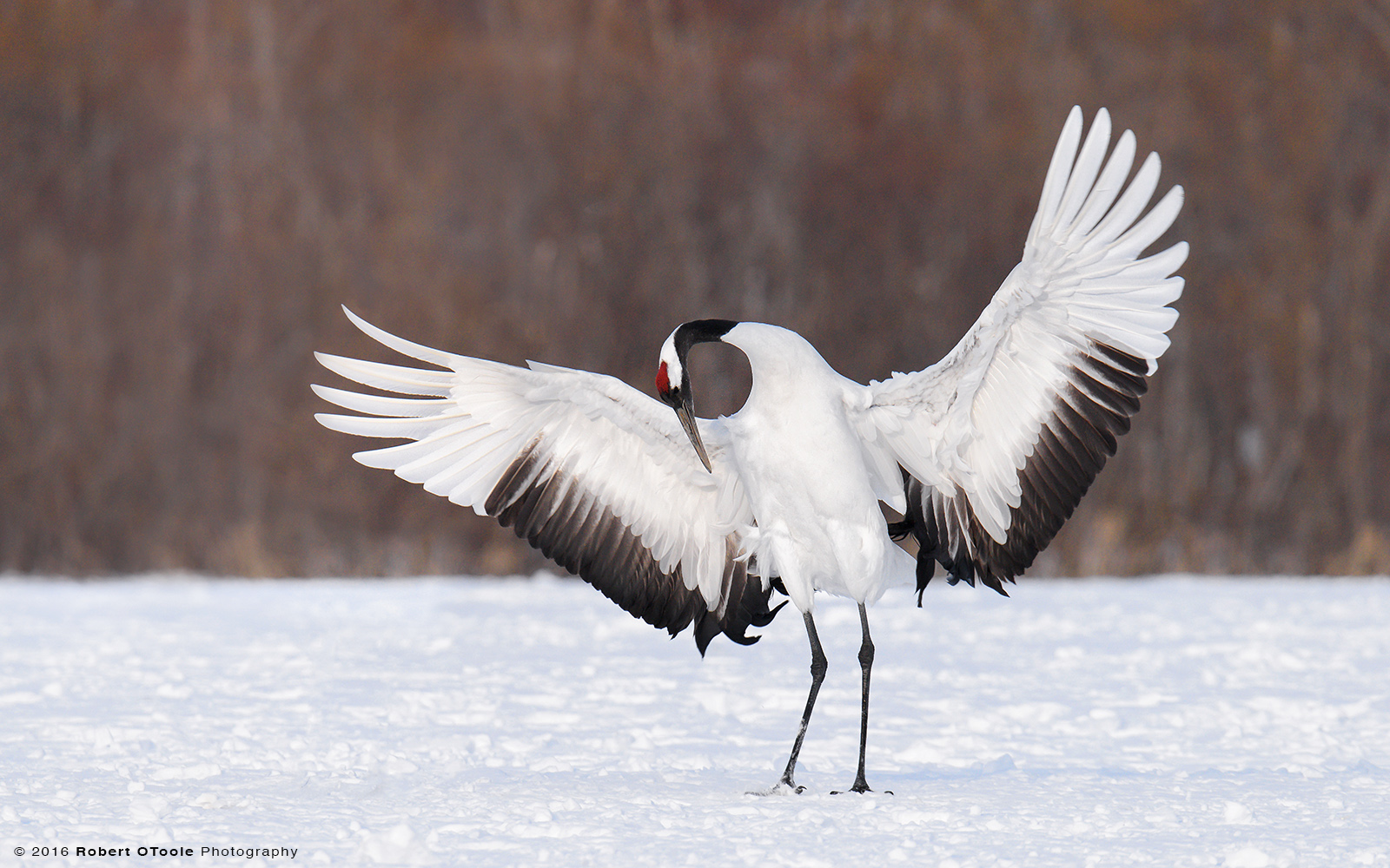 Red-Crowned Crane Displaying Red Patch