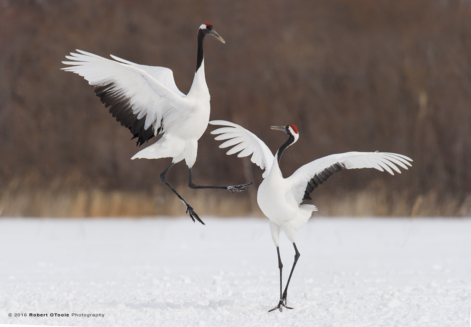   Pair of  Adult Red-Crowned Cranes Dancing on Snow 
