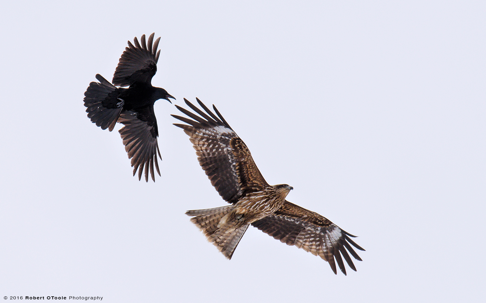 Kite Being Harassed by a Crow