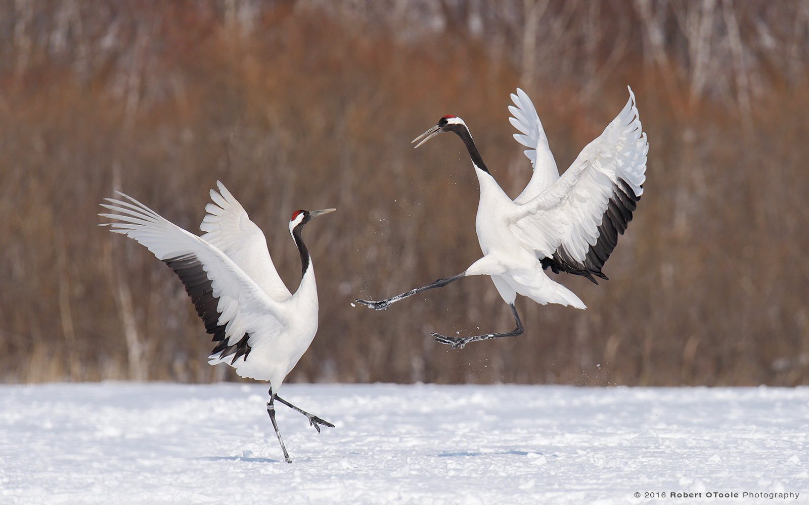 Red-Crowned Cranes Mating Dance 