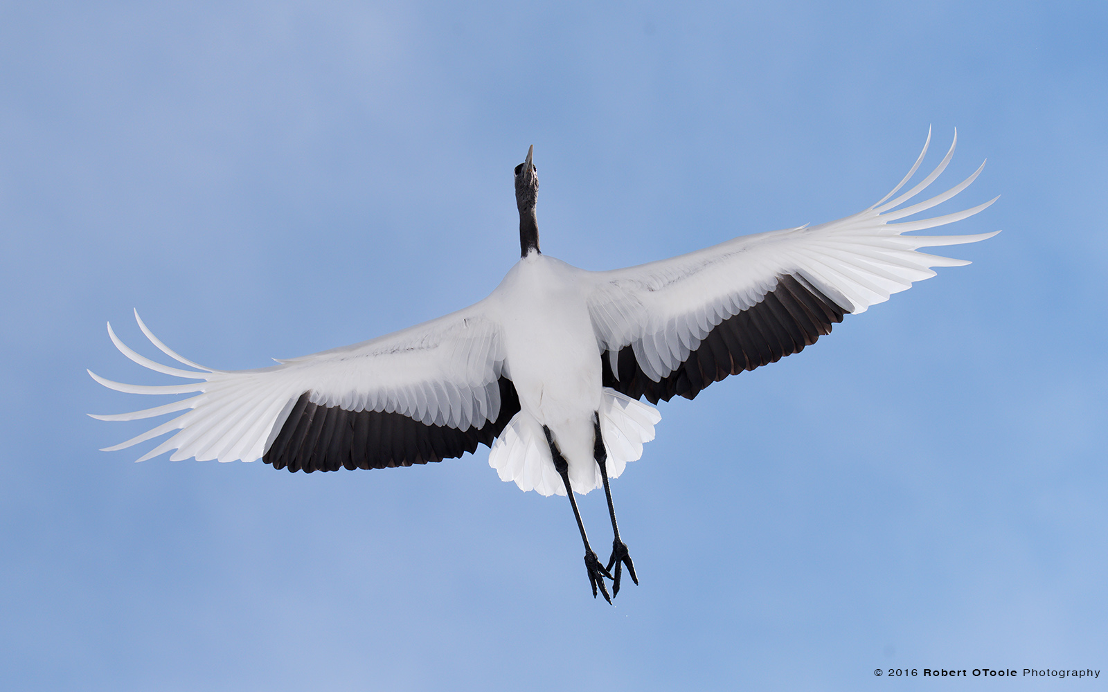 Red-Crowned Crane Flying Overhead