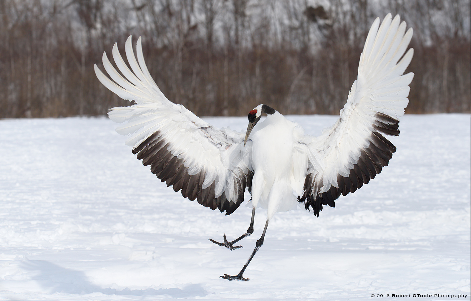 Red-Crowned Crane Landing on Snow with Wings out