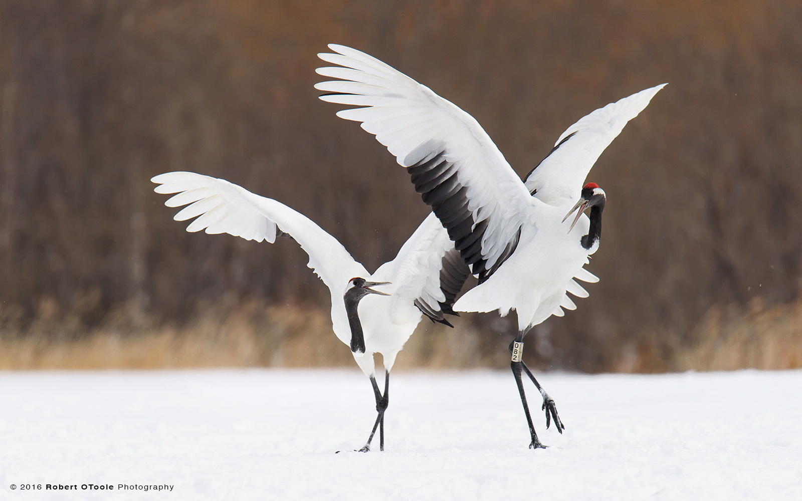 Japanese Red-Crowned Cranes Choreography