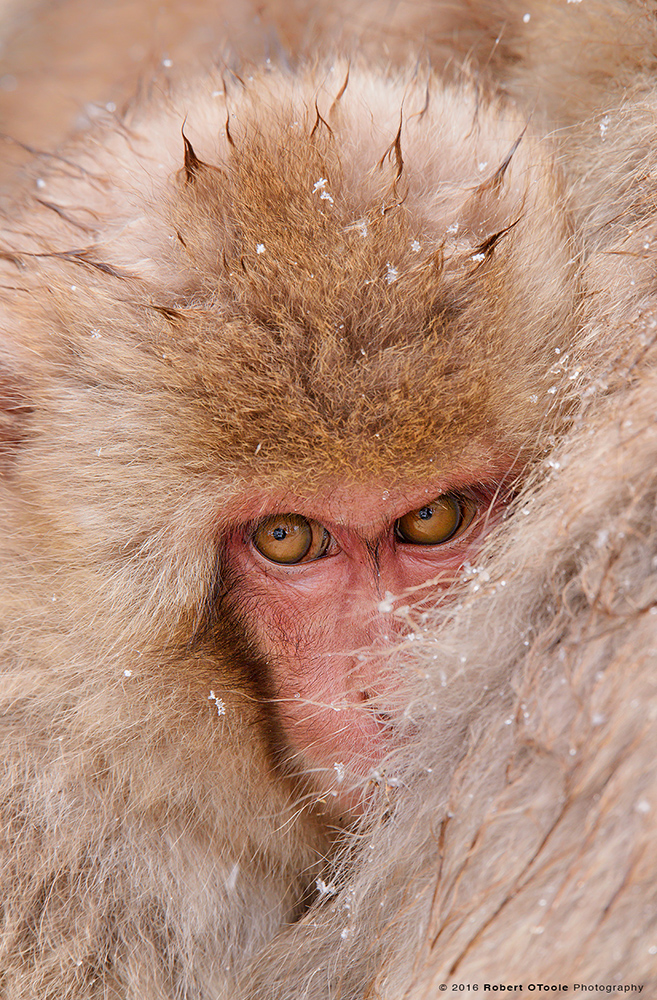 Snow Monkey Baby Cuddling to Keep Warm