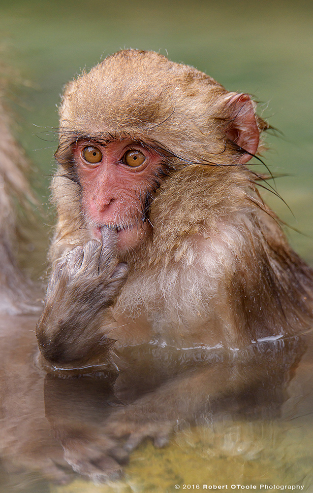 Snow Monkey Baby in Green Water