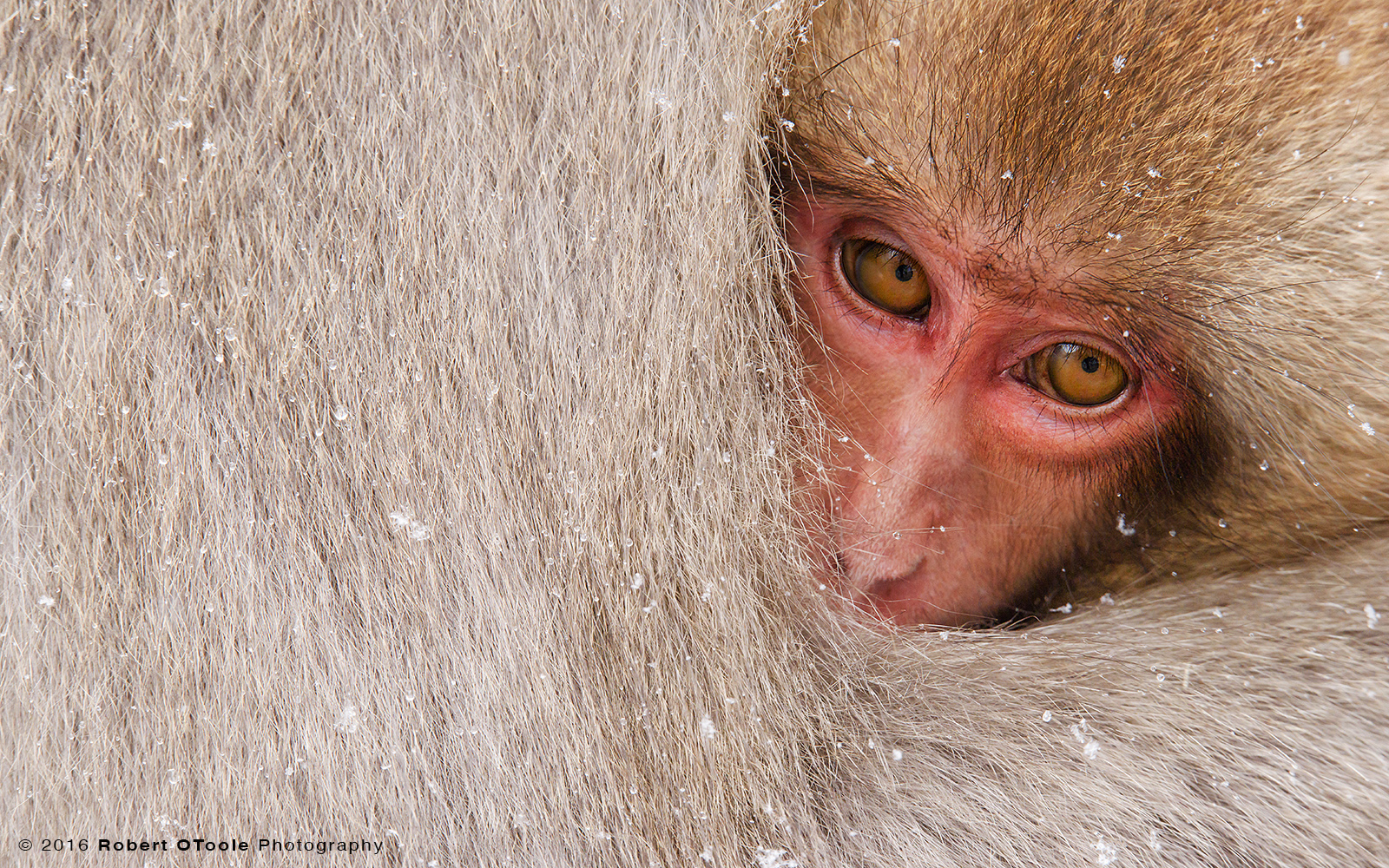 Japanese Macaque Baby Cuddling to Stay Warm