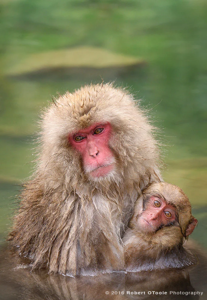 Snow Monkeys In Natural Hot Spring Pool