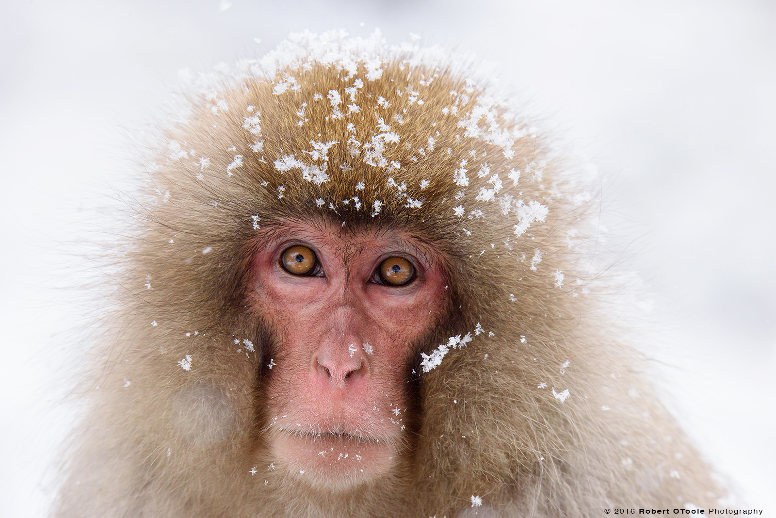 Snow Monkey Adult with Snow Flakes