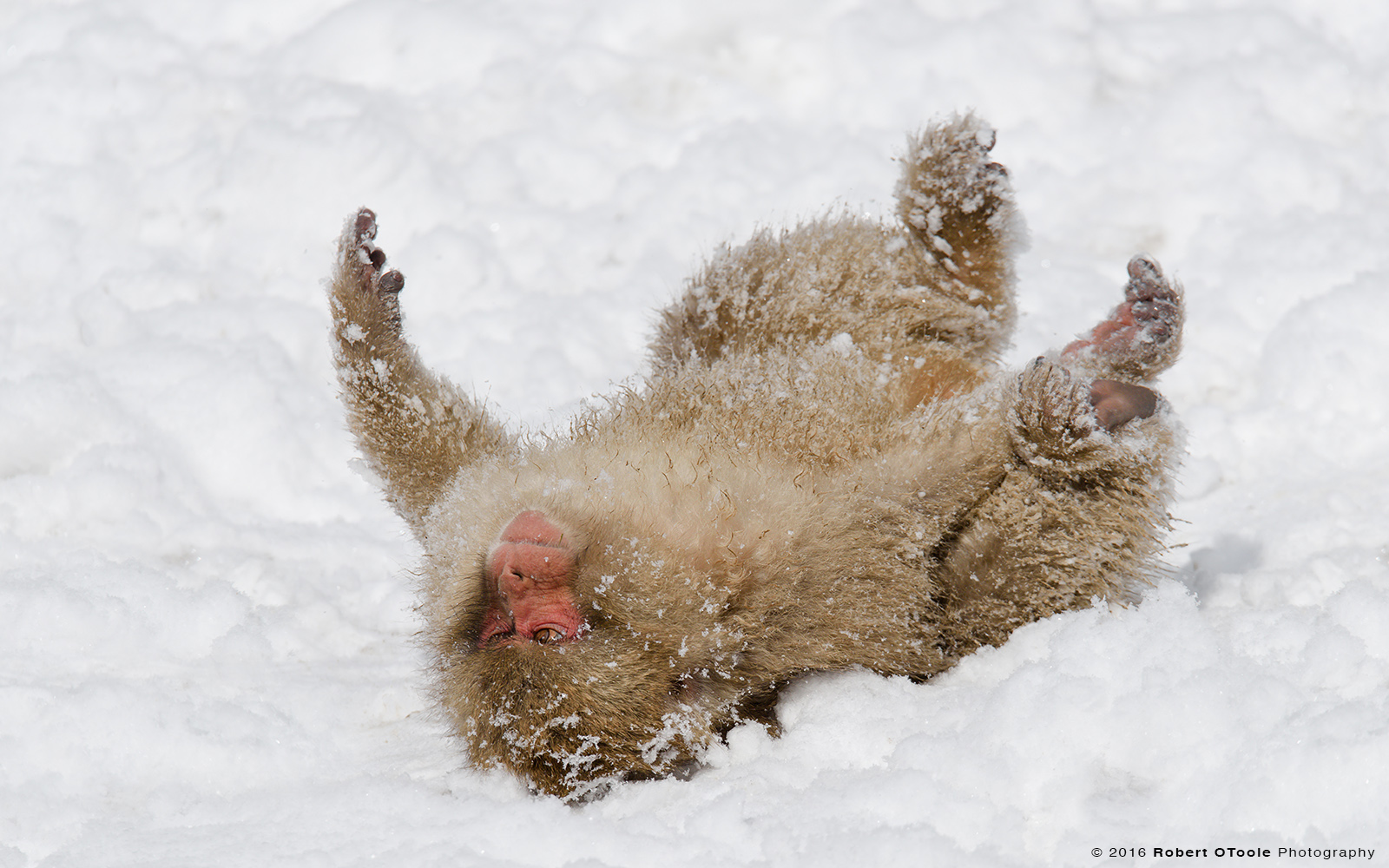 Japanese Macaque Adult Rolling in Snow