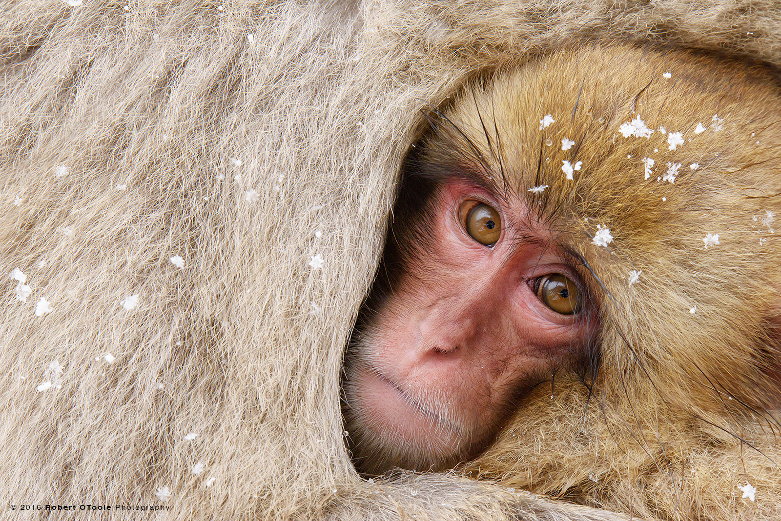 Snow Monkey  Baby Cuddling with Parent to Keep Warm