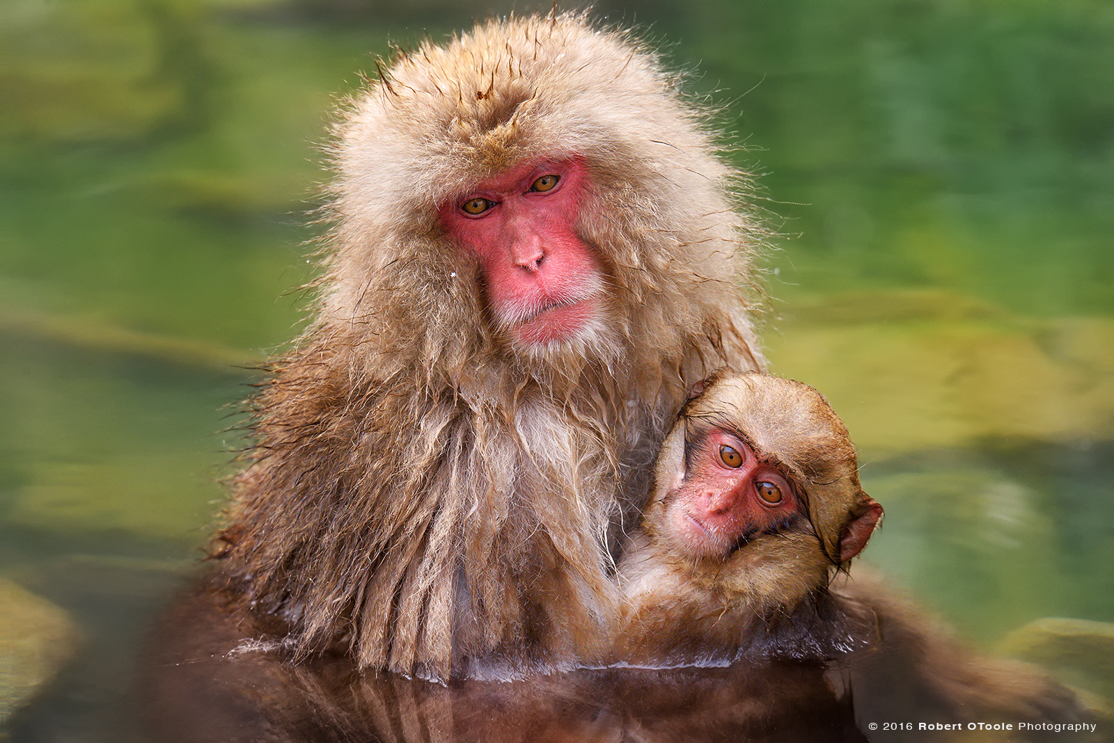 Snow Monkey Pair Enjoying the Hot Green Spring