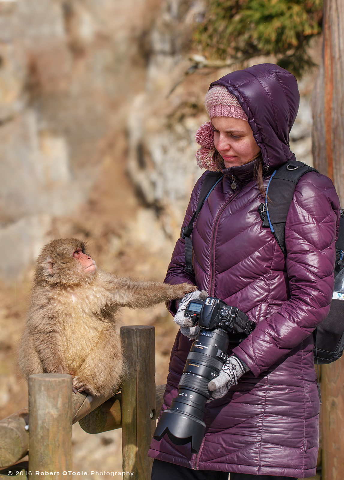 Snow Monkey Baby Making Contact with Photographer