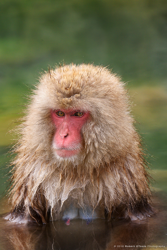 Japanese Macaque Female in Hot Green Spring