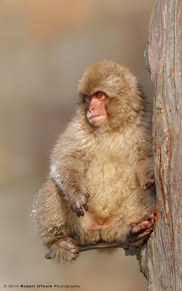 Japanese Macaque Baby Sitting on Branch Looking Like aTeddy Bear