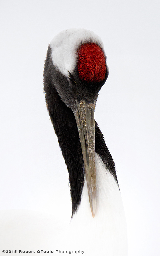 Japanese Red - Crowned Crane Portrait in Whiteout