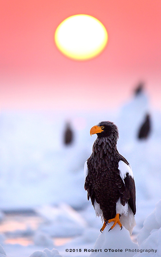 Stellers Sea Eagle Perched on Sea Ice