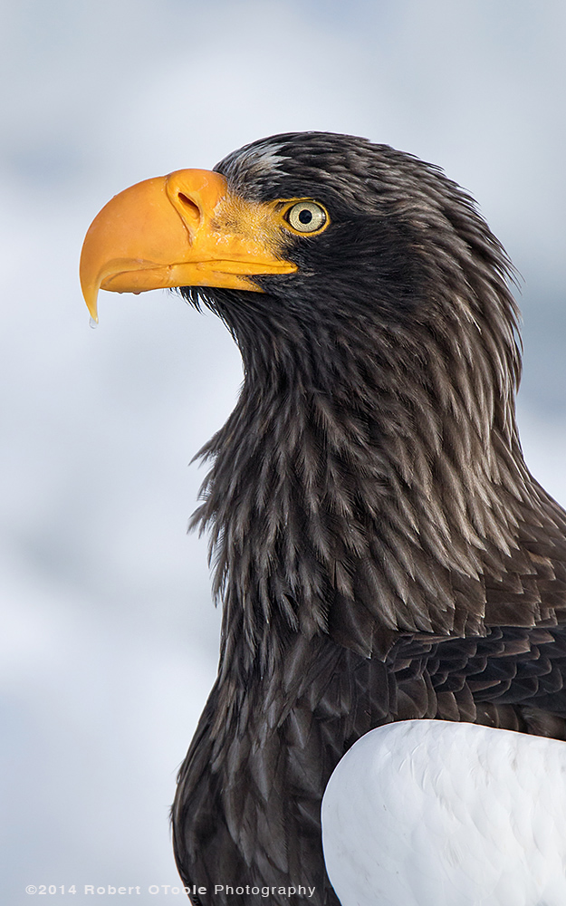 Steller's Sea Eagle Portrait