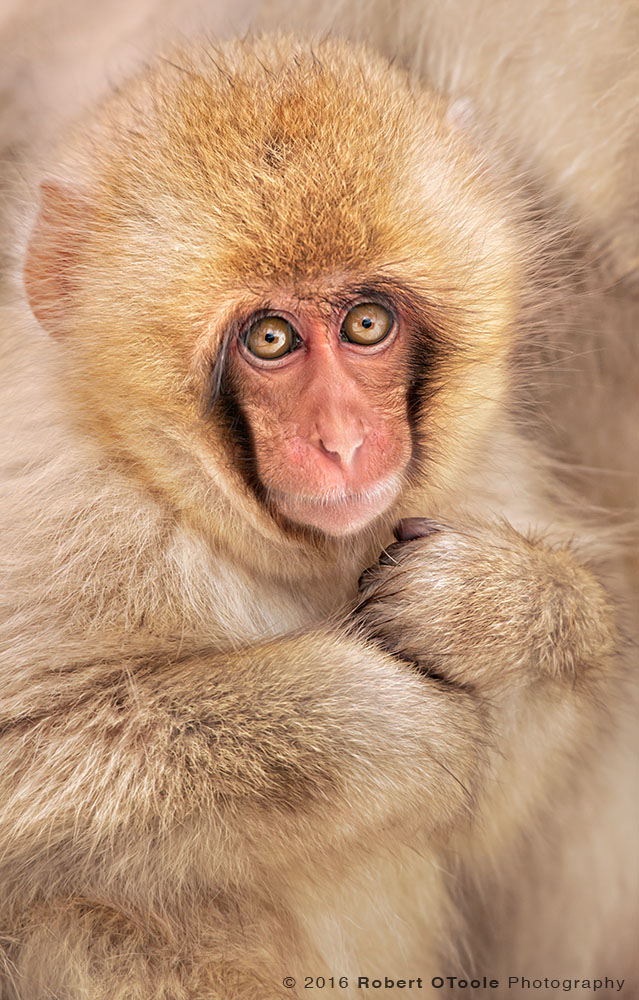 Japanese Macaque Baby