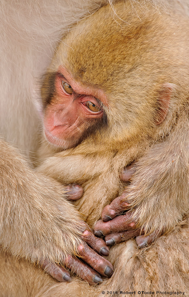 Japanese Macaque Baby and Parent Hands