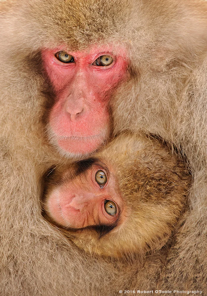 Snow Monkey Pair Making Eye Contact