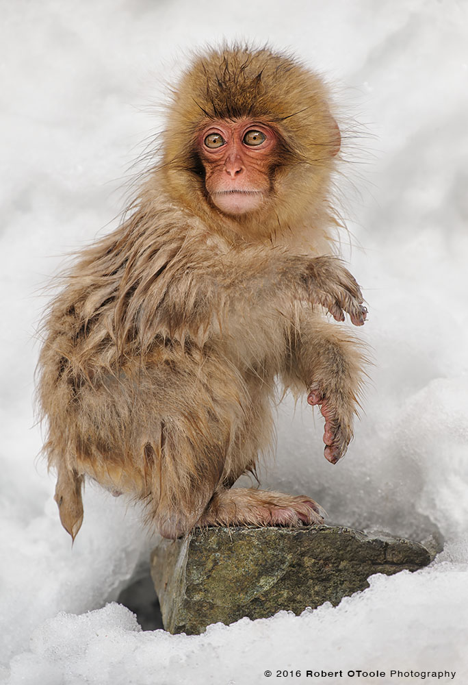 Japanese Macaque Baby Sitting on Rock Trying to Stay Warm