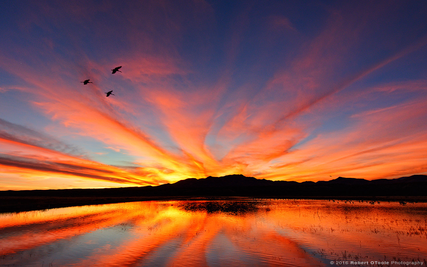 Group of Sandhill Cranes at Epic Sunrise 