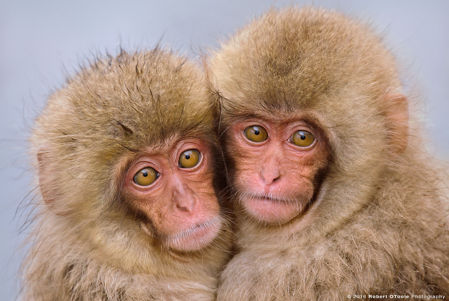 Japanese Macaque Babies Cuddling