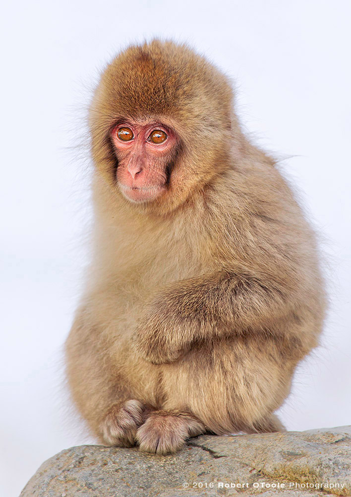 Japanese Macaque Baby Sitting up on Rock