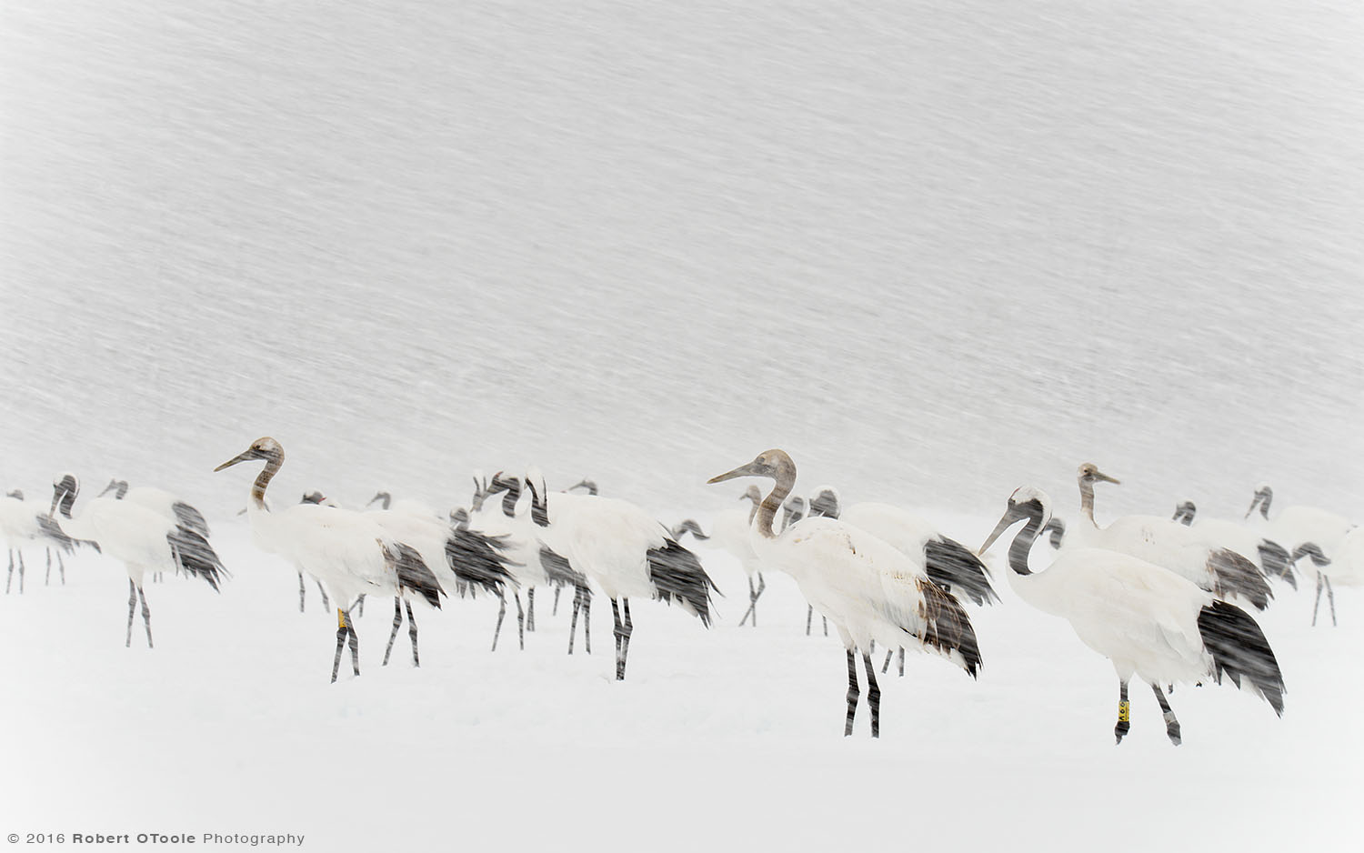 Group of Red-Crowned Cranes During Blizzard