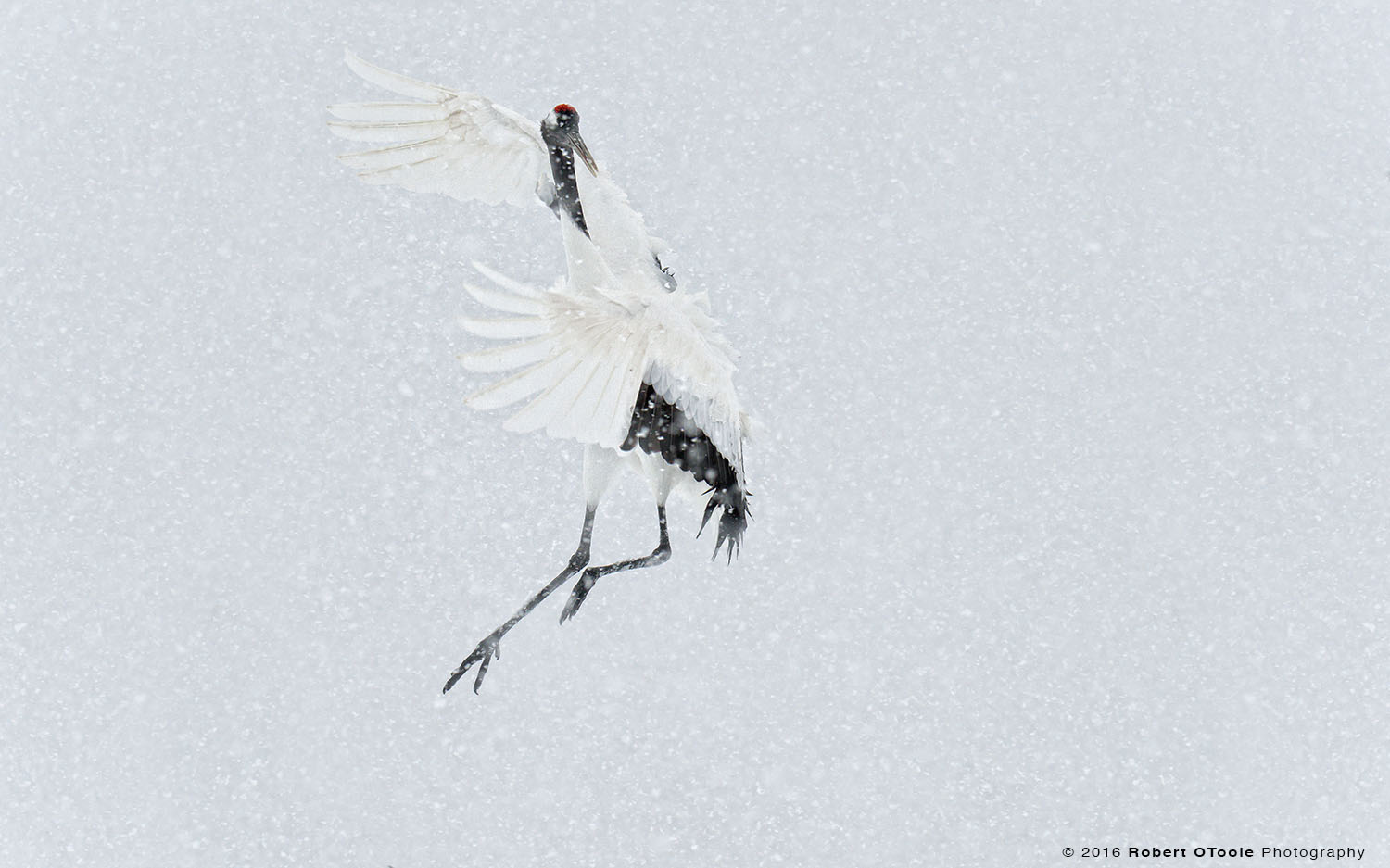 Japanese Red- Crowned Crane Dancing in Snowstorm