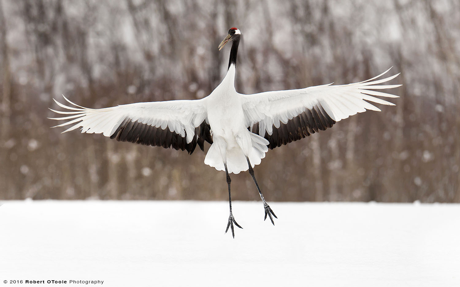 Red-Crowned Crane Jumping