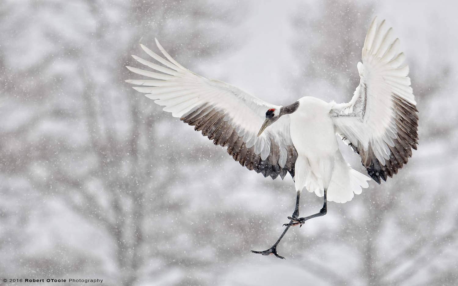 Red-Crowned Crane Adult Landing in Snow