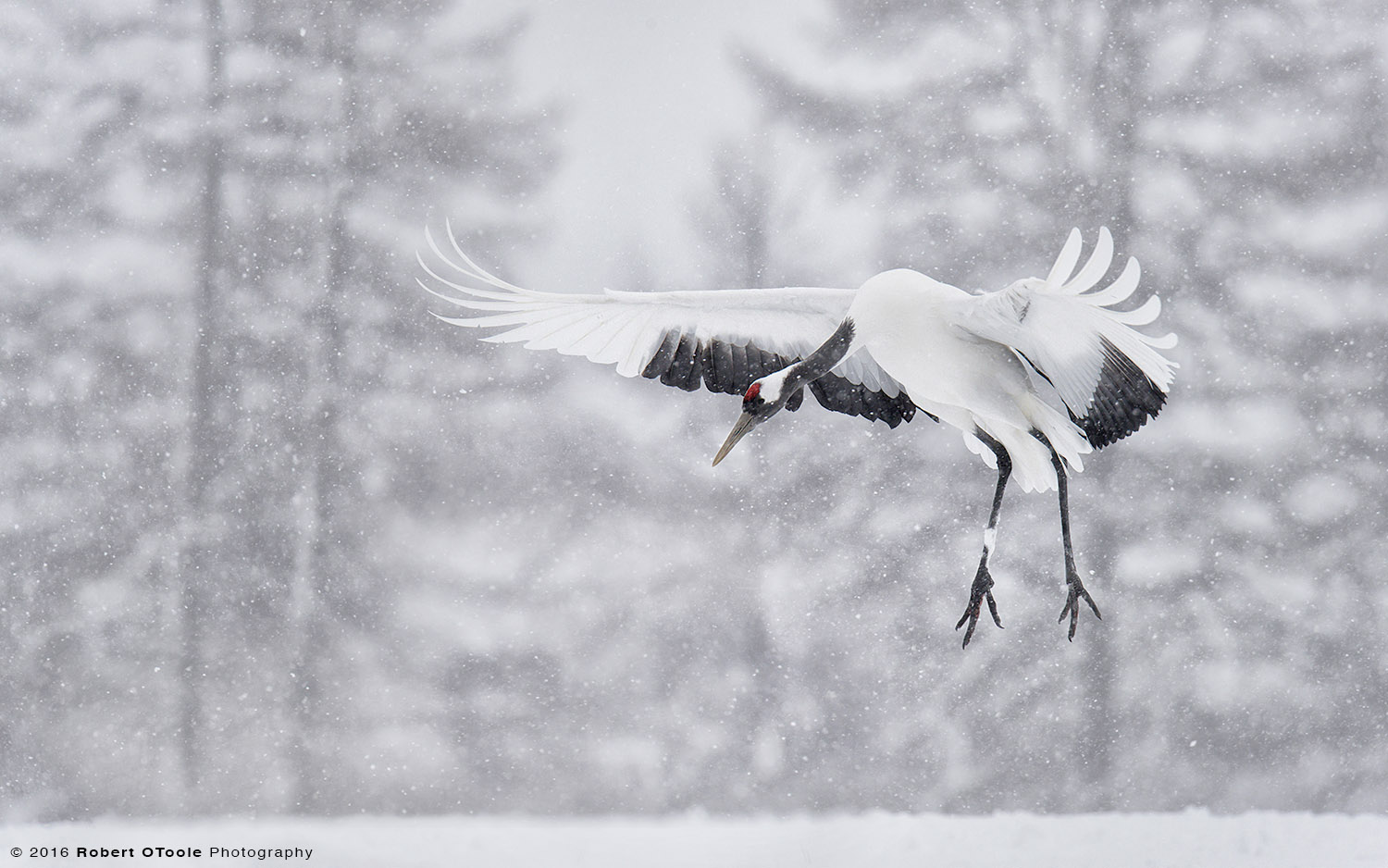 Japanese Red- Crowned Crane Landing in Snow 