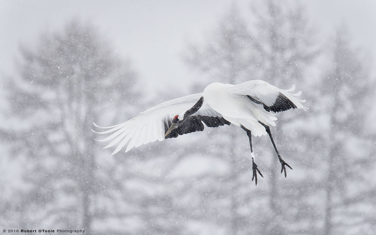 Japanese Red-Crowned Crane Landing on Heavy Snow