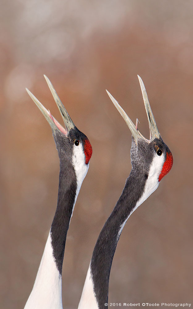 Red-Crowned Crane Pair Calling