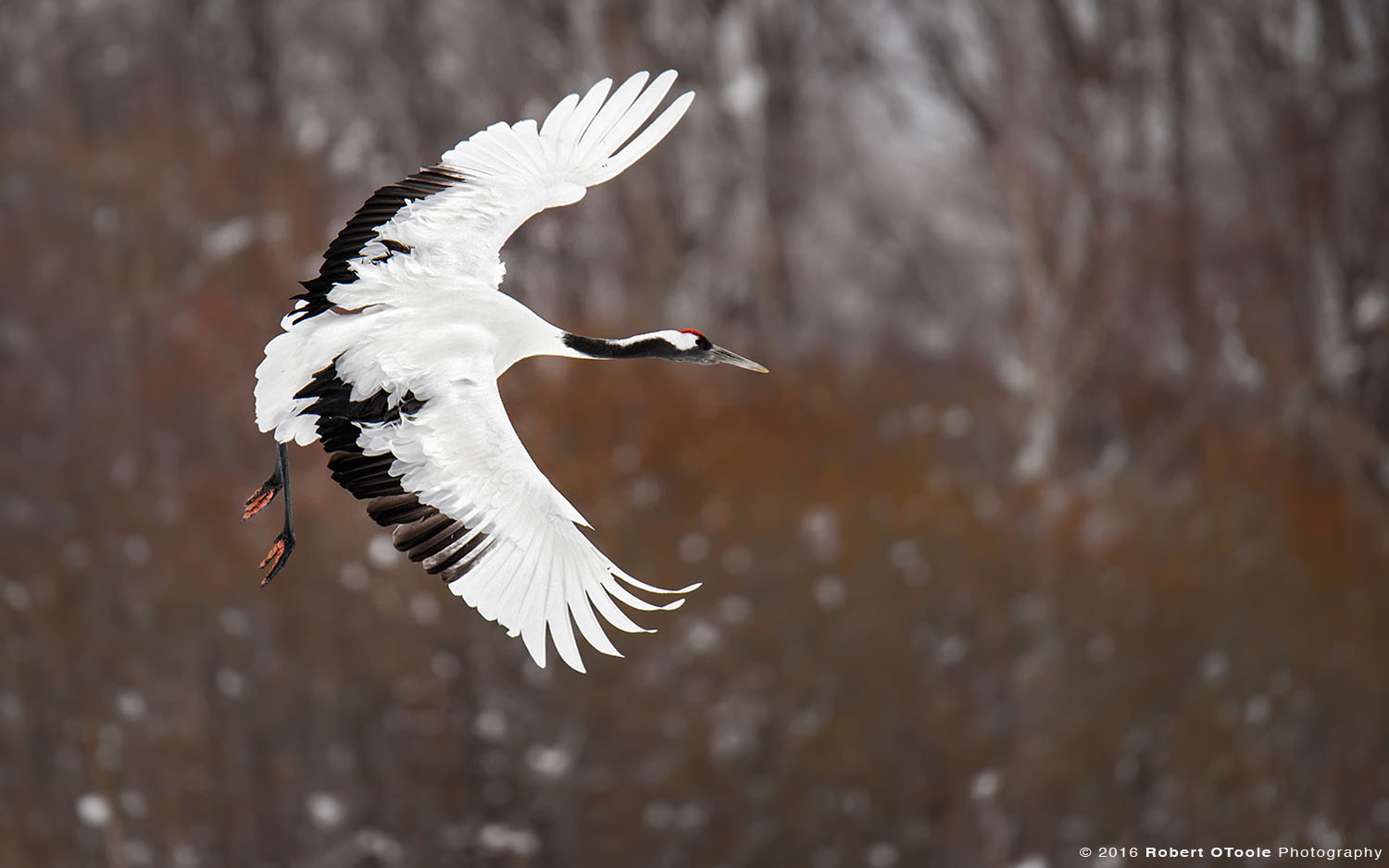 Red-Crowned Crane Banking 