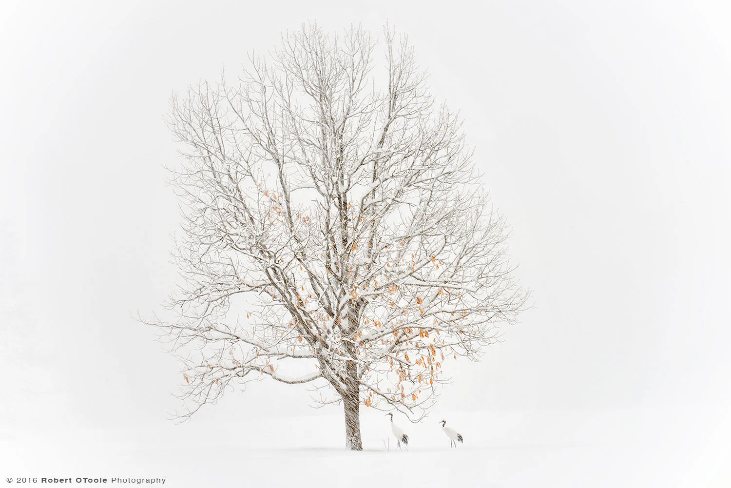 Pair of Red -Crowned Cranes Seek Shelter under the Tree from the Blizzard