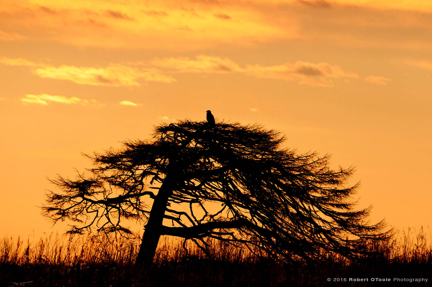 Perched Raptor at Sunset