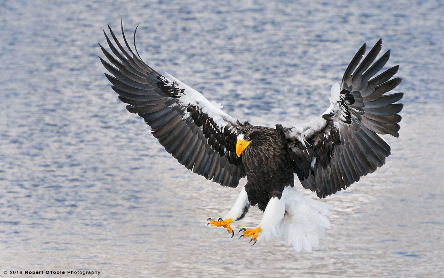 Steller's Sea Eagle against Blue Water