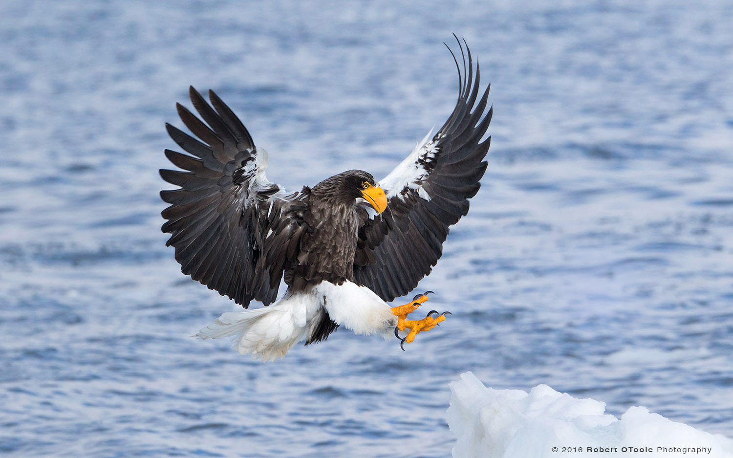 Steller's Sea Eagle Landing on Ice