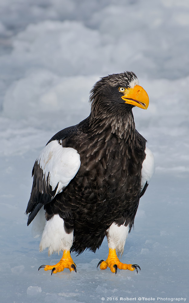 Steller's Sea Eagle on Ice