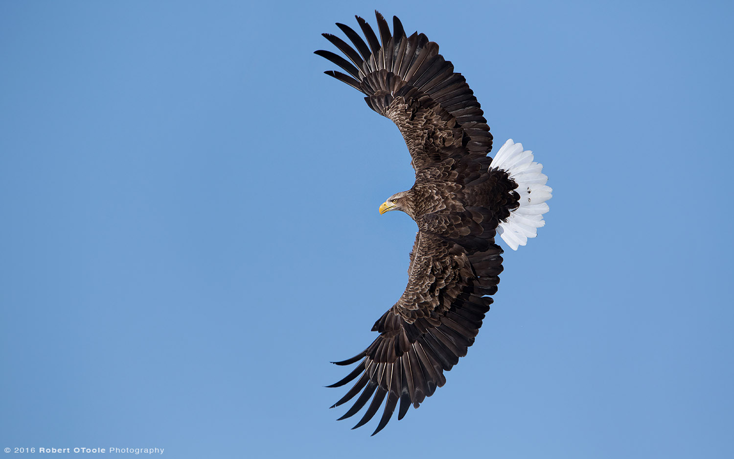 White Tailed Eagle Banking