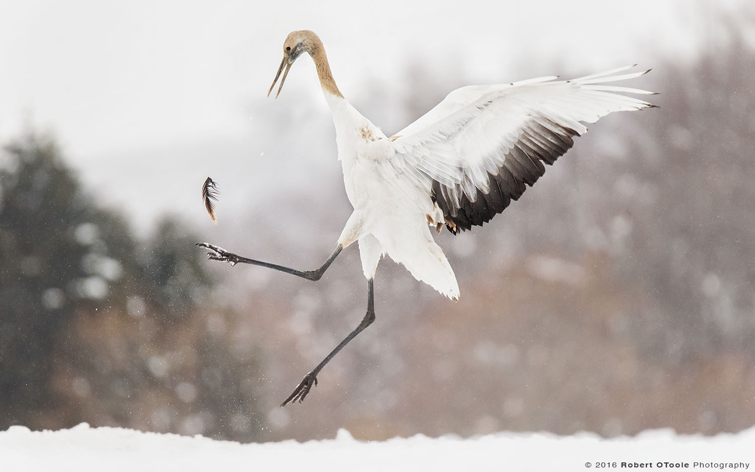 Young Red-Crowned Crane Playing with the  Feather