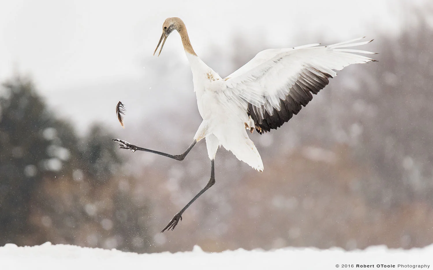 Young Red-Crowned Crane Playing with the Feather