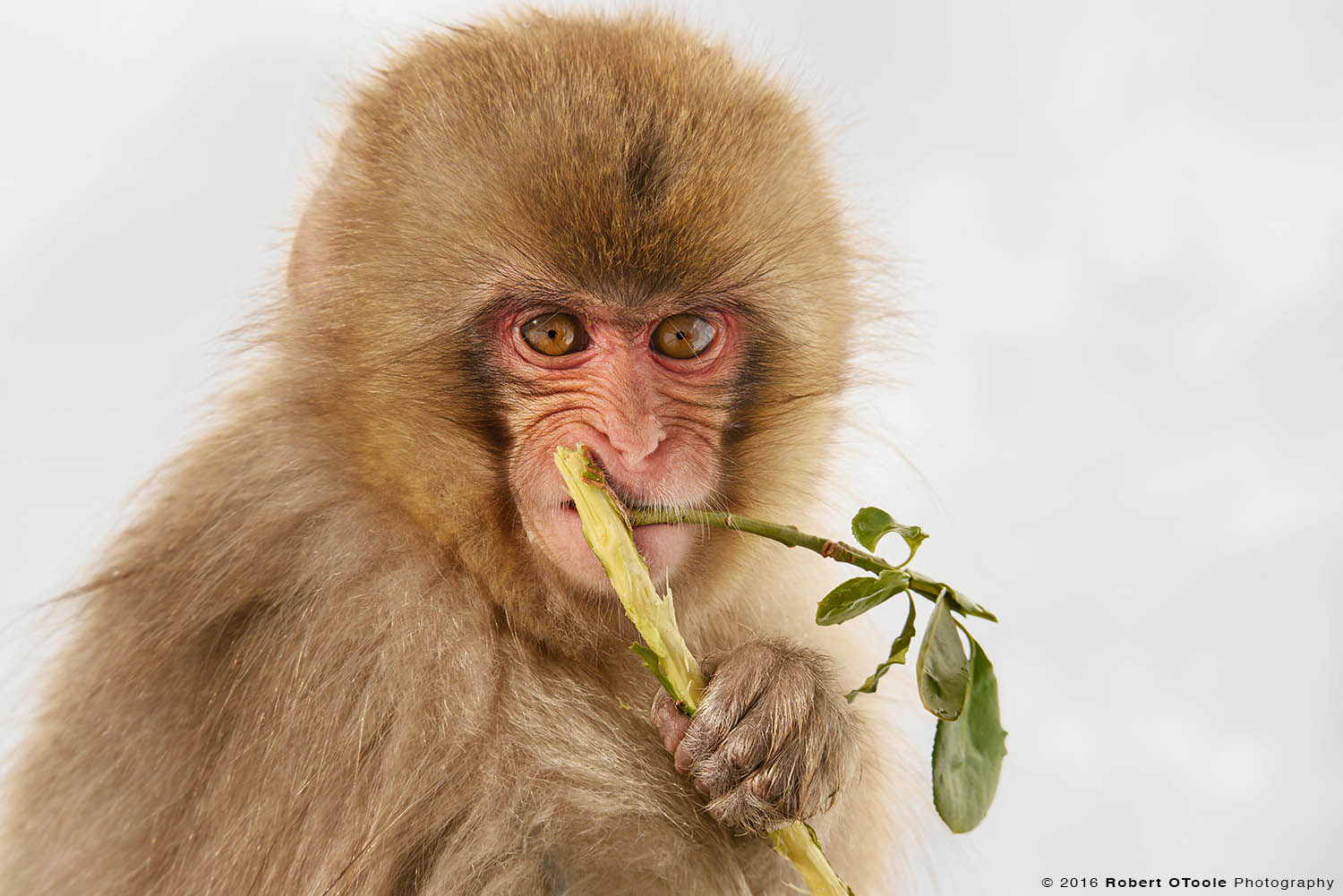 Japanese Macaque Baby Munching on Green Branch